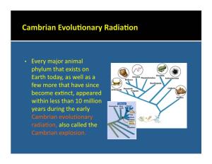 • Every Major Animal Phylum That Exists on Earth Today, As Well As A