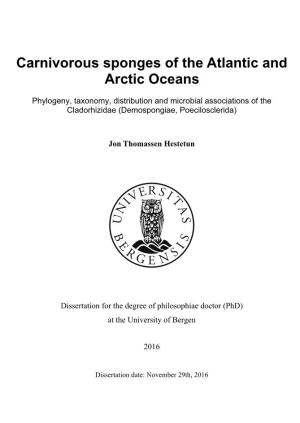 Carnivorous Sponges of the Atlantic and Arctic Oceans