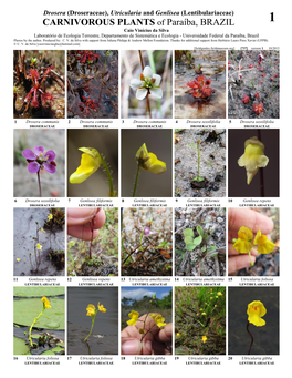 Drosera (Droseraceae), Utricularia and Genlisea (Lentibulariaceae)