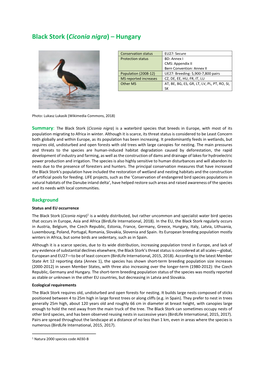 Black Stork (Ciconia Nigra) – Hungary