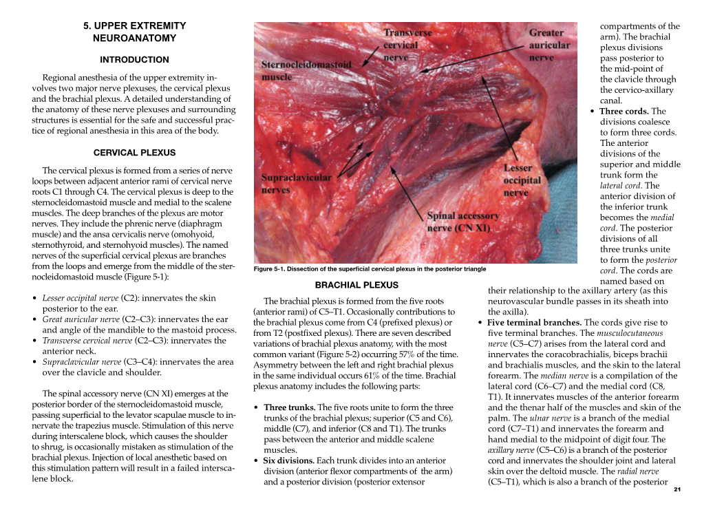 5. Upper Extremity Neuroanatomy