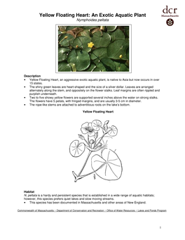 Yellow Floating Heart: an Exotic Aquatic Plant Nymphoides Peltata