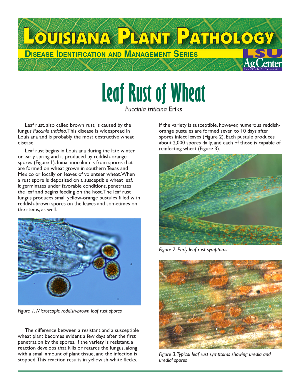 Leaf Rust of Wheat Puccinia Triticina Eriks