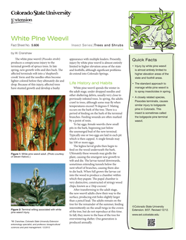White Pine Weevil Fact Sheet No