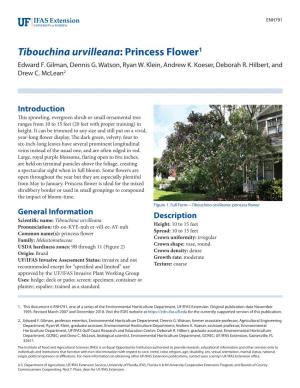Tibouchina Urvilleana: Princess Flower1 Edward F