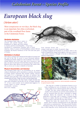 European Black Slug