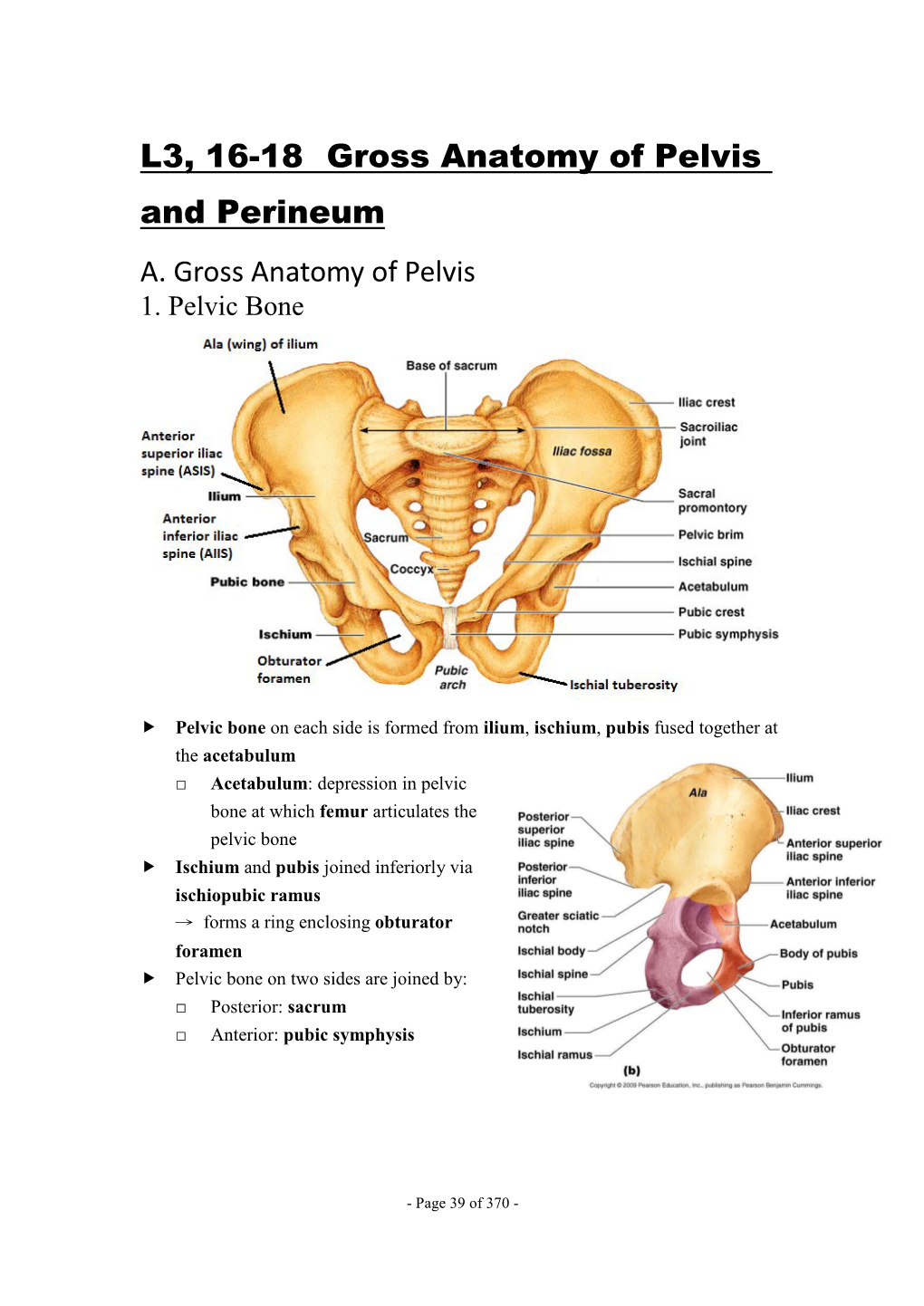 L3, 16-18 Gross Anatomy of Pelvis and Perineum A