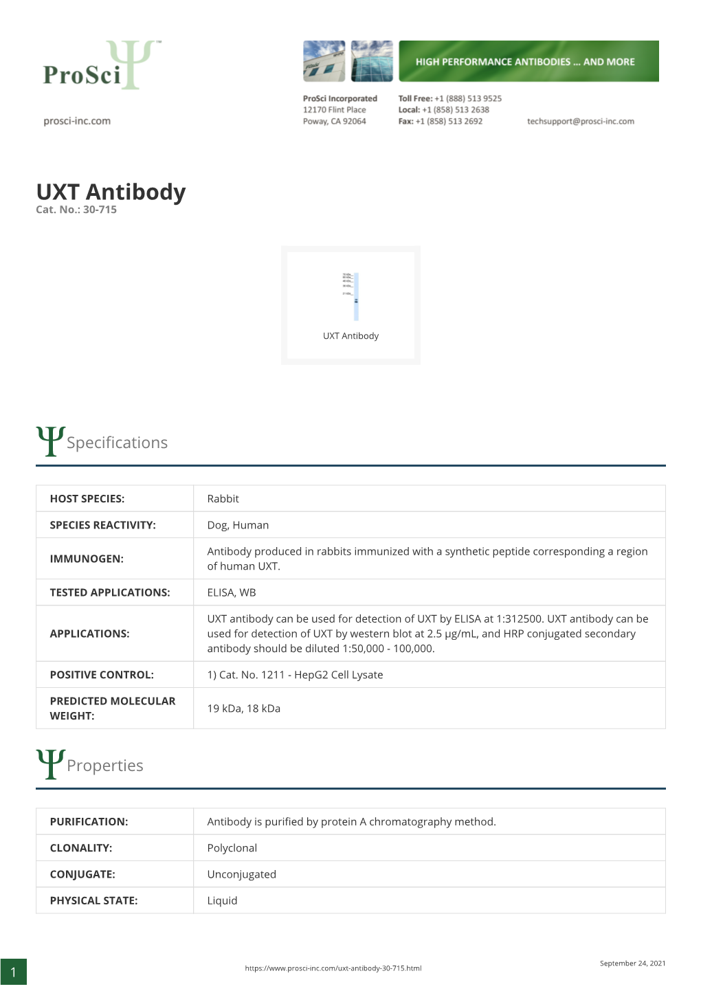 UXT Antibody Cat