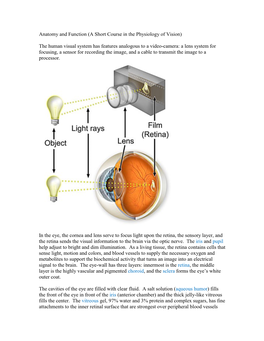 Anatomy of The