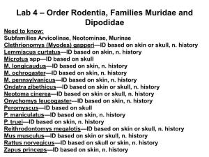 Lab 4 – Order Rodentia, Families Muridae and Dipodidae