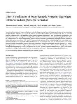 Direct Visualization Oftrans-Synaptic Neurexin–Neuroligin Interactions