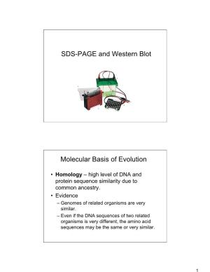 SDS-PAGE and Western Blot Molecular Basis of Evolution
