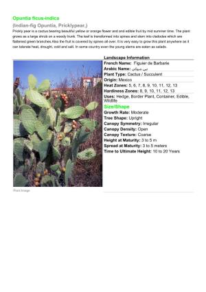 Opuntia Ficus-Indica (Indian-Fig Opuntia, Pricklypear,) Prickly Pear Is a Cactus Bearing Beautiful Yellow Or Orange Flower and and Edible Fruit by Mid Summer Time