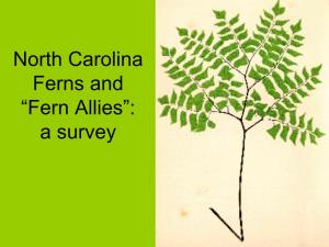 Habitats of North Carolina Ferns