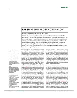 Parsing the Prosencephalon