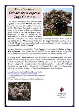 Calodendrum Capense Cape Chestnut