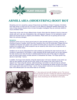 Armillaria (Shoestring) Root Rot