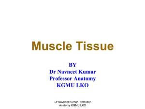 Muscle Tissue[PDF]