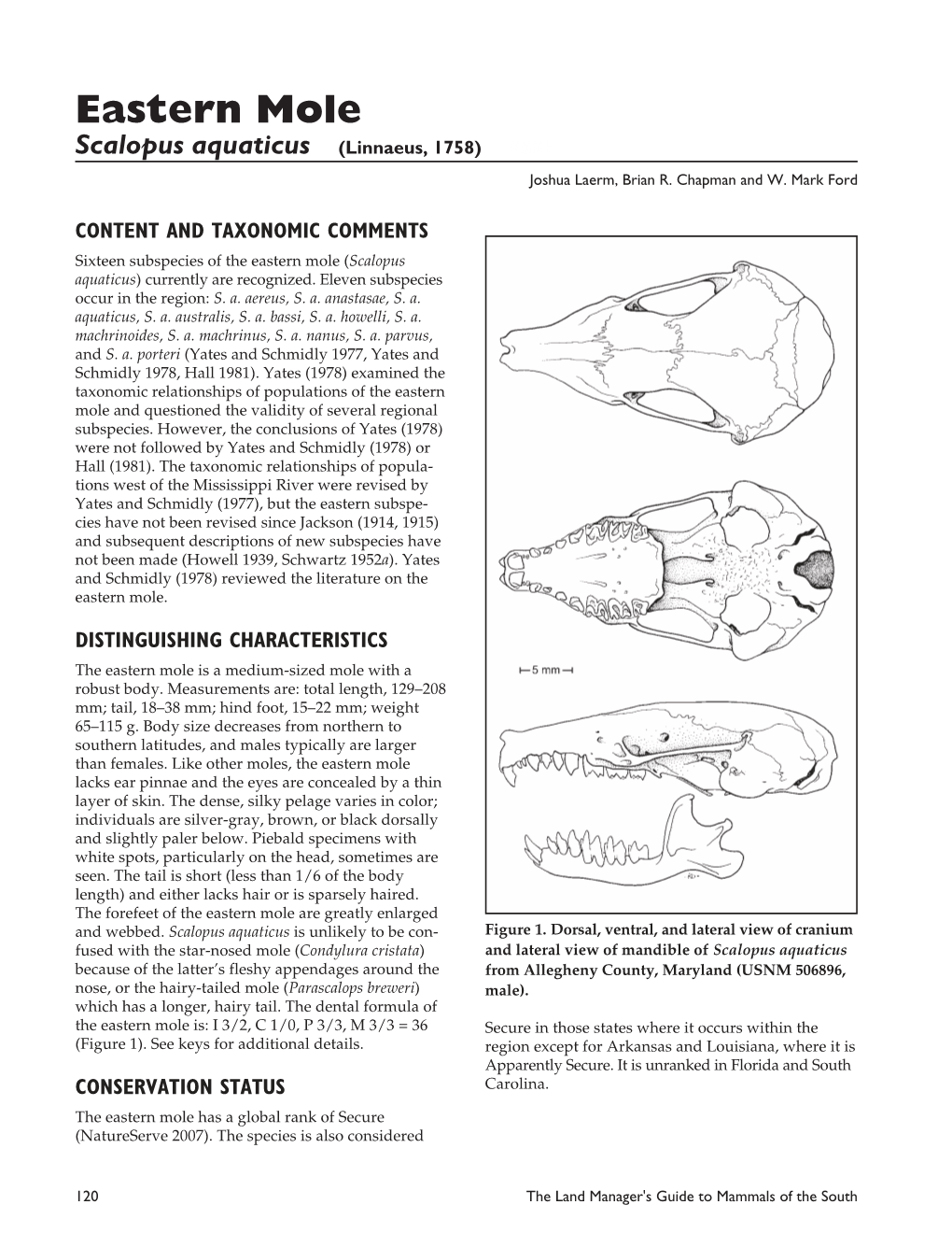 Eastern Mole, Scalopus Aquaticus