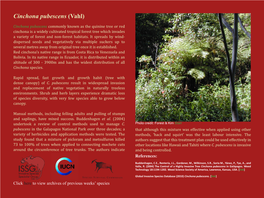 Cinchona Pubescens (Vahl)