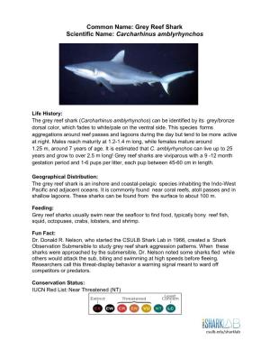 Grey Reef Shark Scientific Name: Carcharhinus Amblyrhynchos