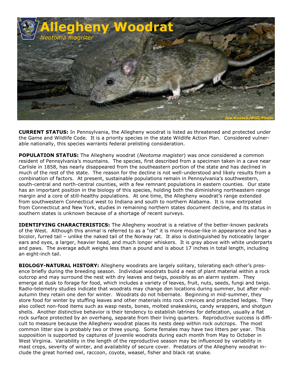 Allegheny Woodrat Neotoma Magister