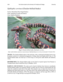 Siphlophis Cervinus (Checker-Bellied Snake)