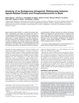 Relationship Between Agouti-Related Protein and Proopiomelanocortin in Brain