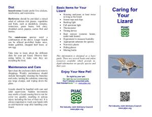 Caring for Your Lizard
