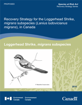 Loggerhead Shrike, Migrans Subspecies (Lanius Ludovicianus Migrans), in Canada