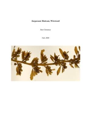 Sargassum Muticum, Wireweed