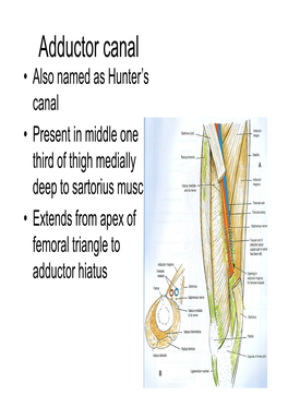 Medial Side of Thigh