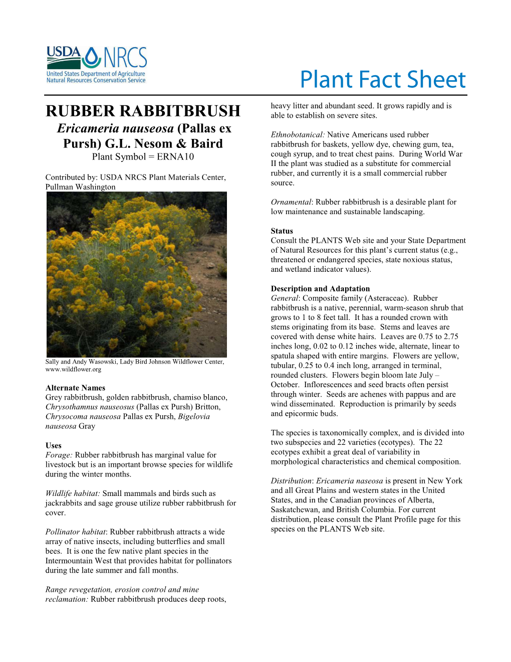 Rubber Rabbitbrush (Ericameria Nauseosa) Fact Sheet
