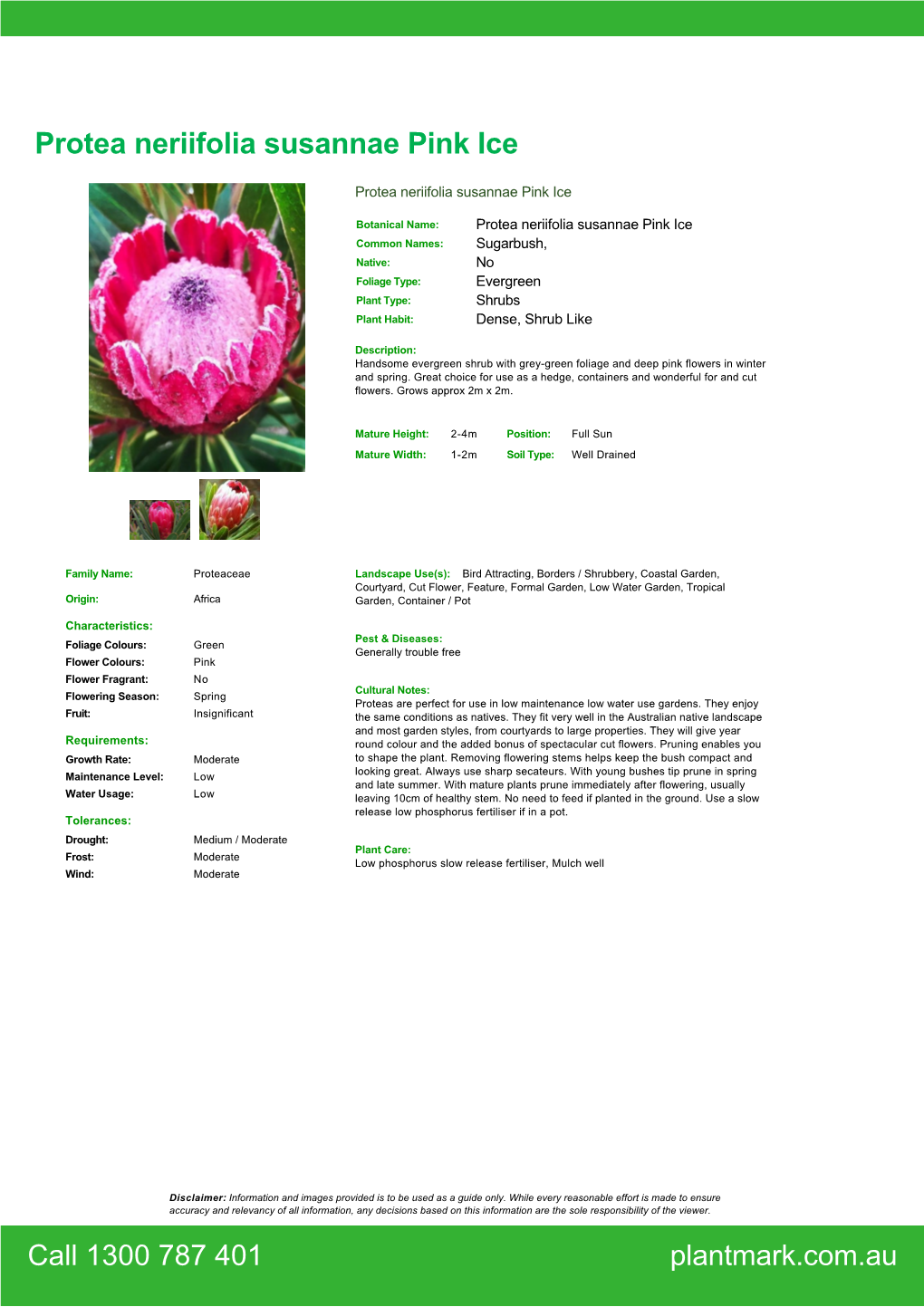 Protea Neriifolia Susannae Pink Ice