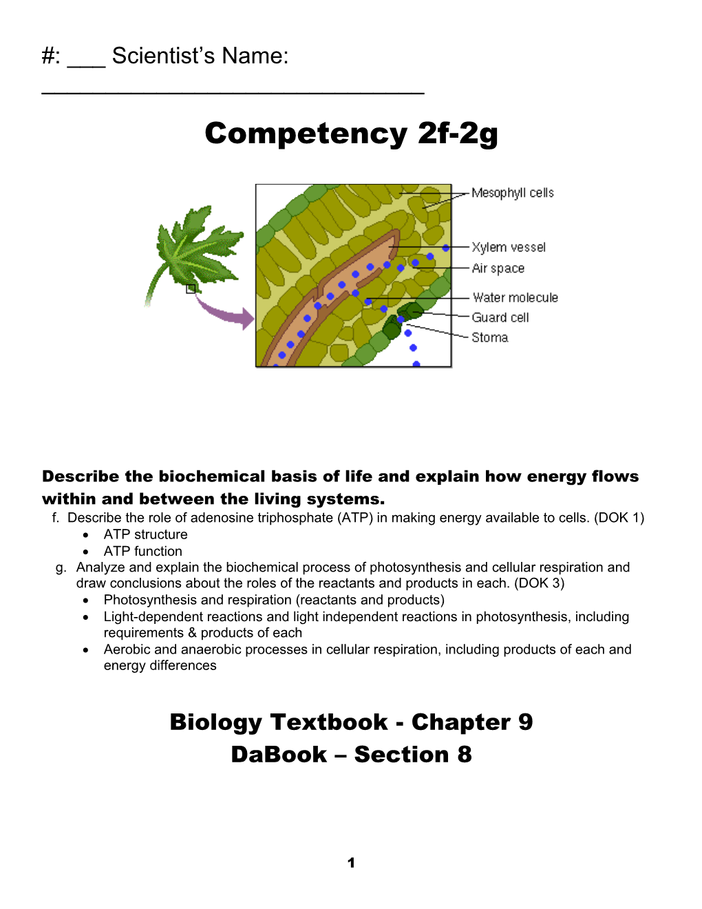 Chloroplasts and Mitochondria