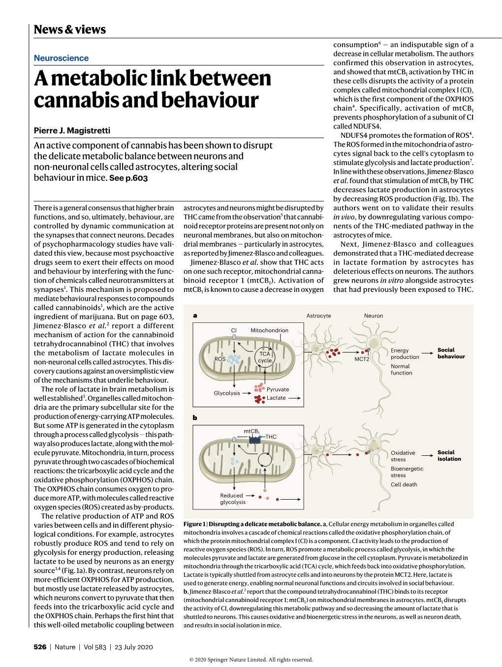 A Metabolic Link Between Cannabis and Behaviour