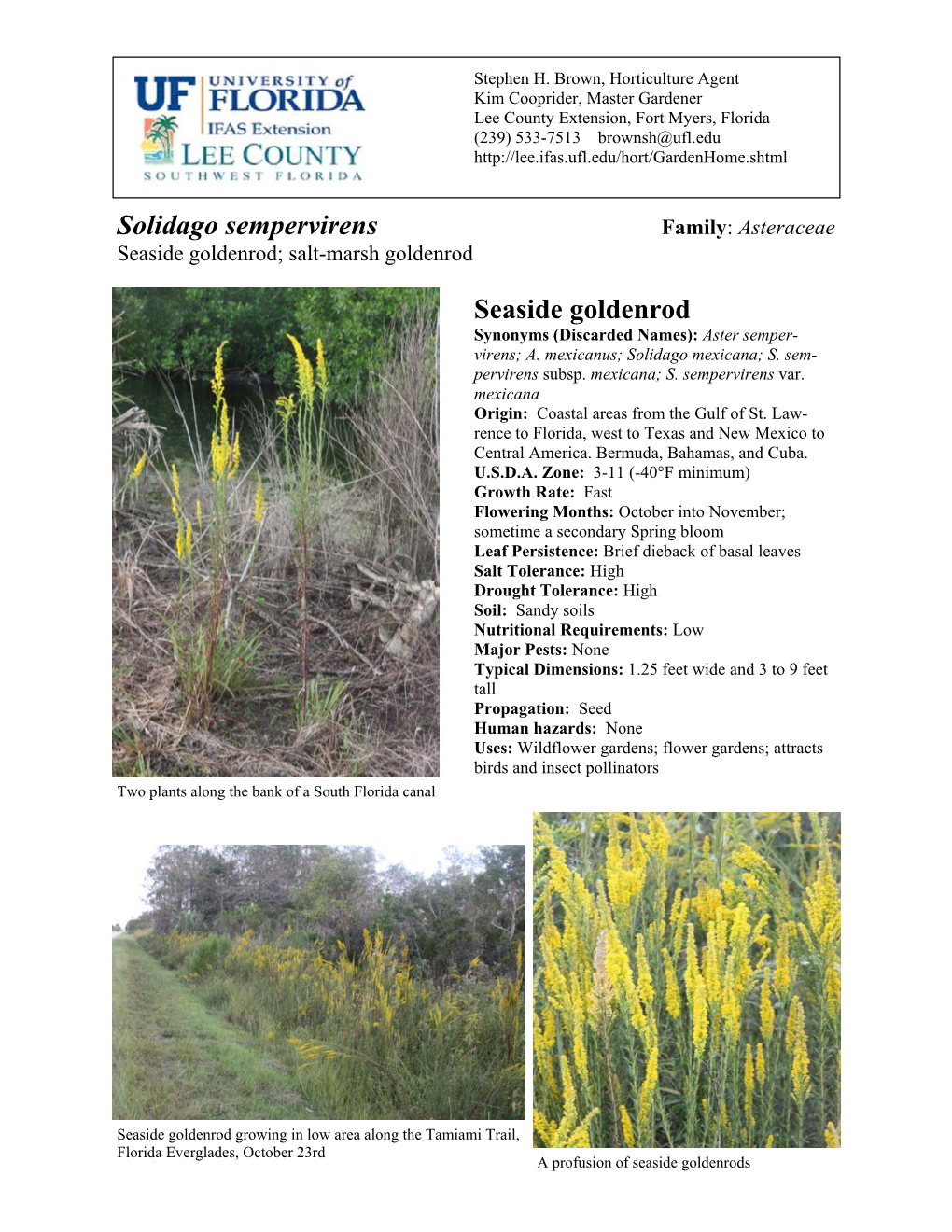 Solidago Sempervirens Family: Asteraceae Seaside Goldenrod; Salt-Marsh Goldenrod