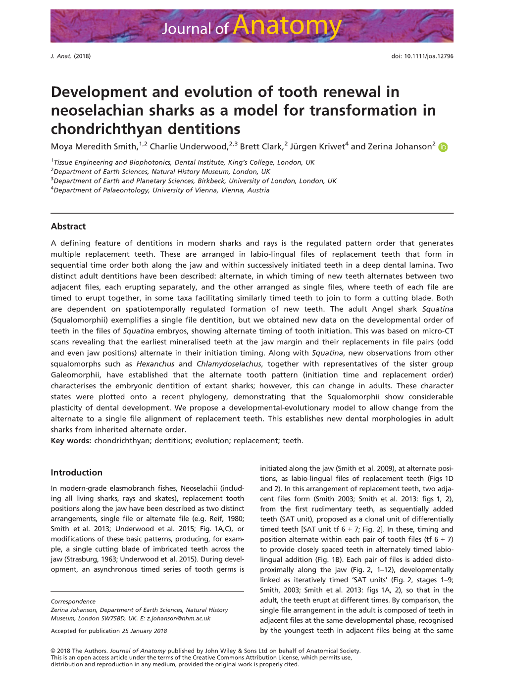 Development and Evolution of Tooth Renewal in Neoselachian Sharks As