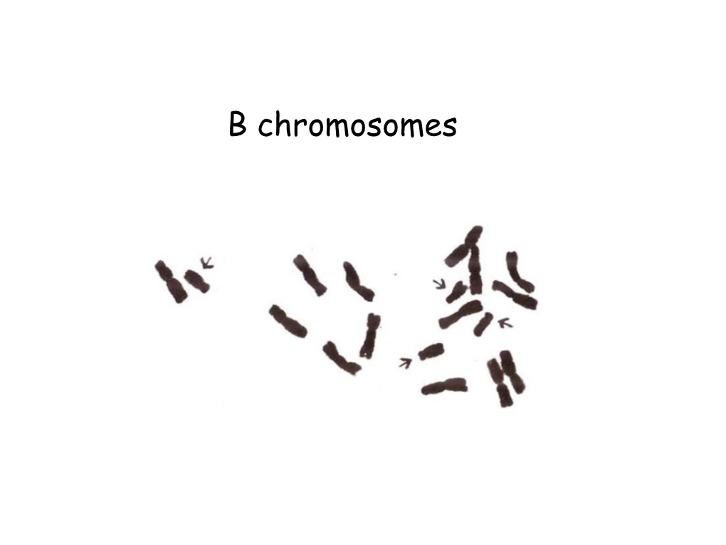 And Holocentric Plant Chromosomes Active Centromeres Have