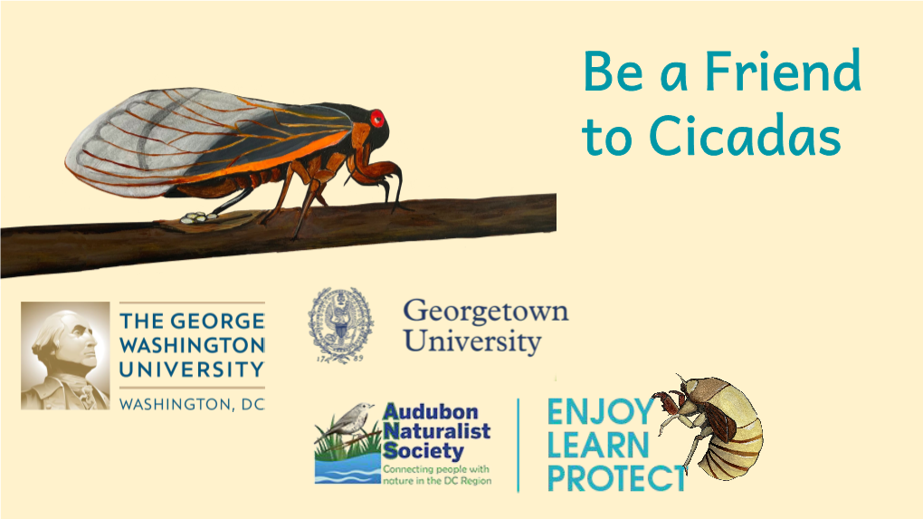 Be a Friend to Cicadas What Is a Cicada?