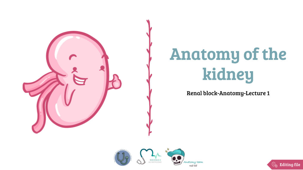 Anatomy of the Kidney