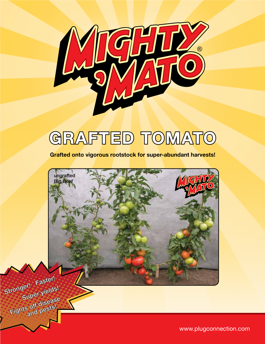 GRAFTED TOMATO Grafted Onto Vigorous Rootstock for Super-Abundant Harvests!