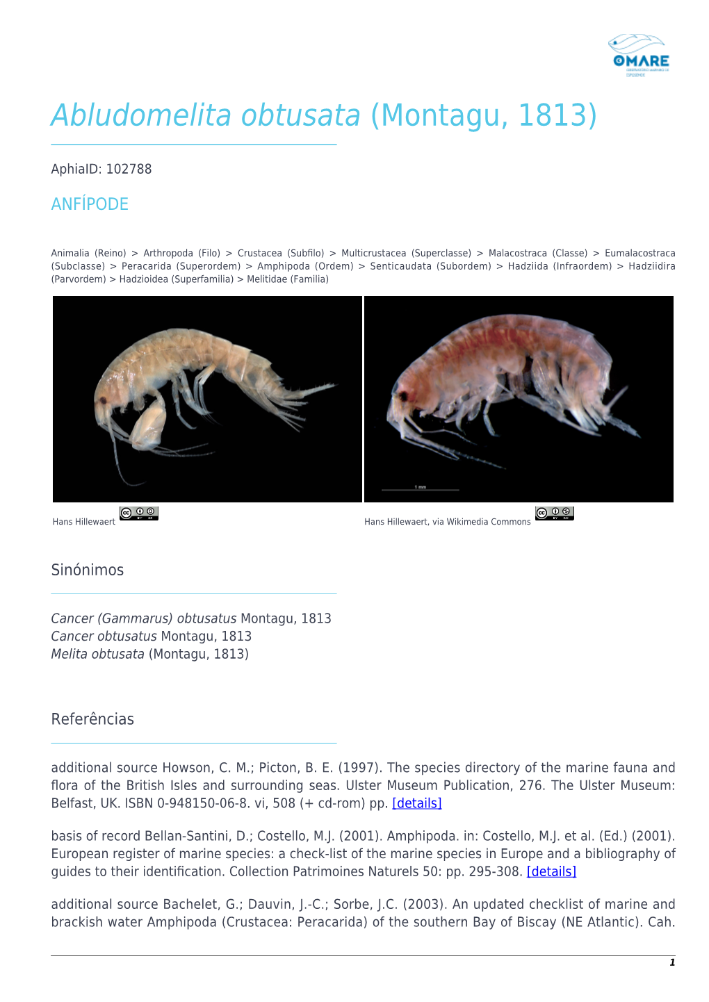 Abludomelita Obtusata (Montagu, 1813)