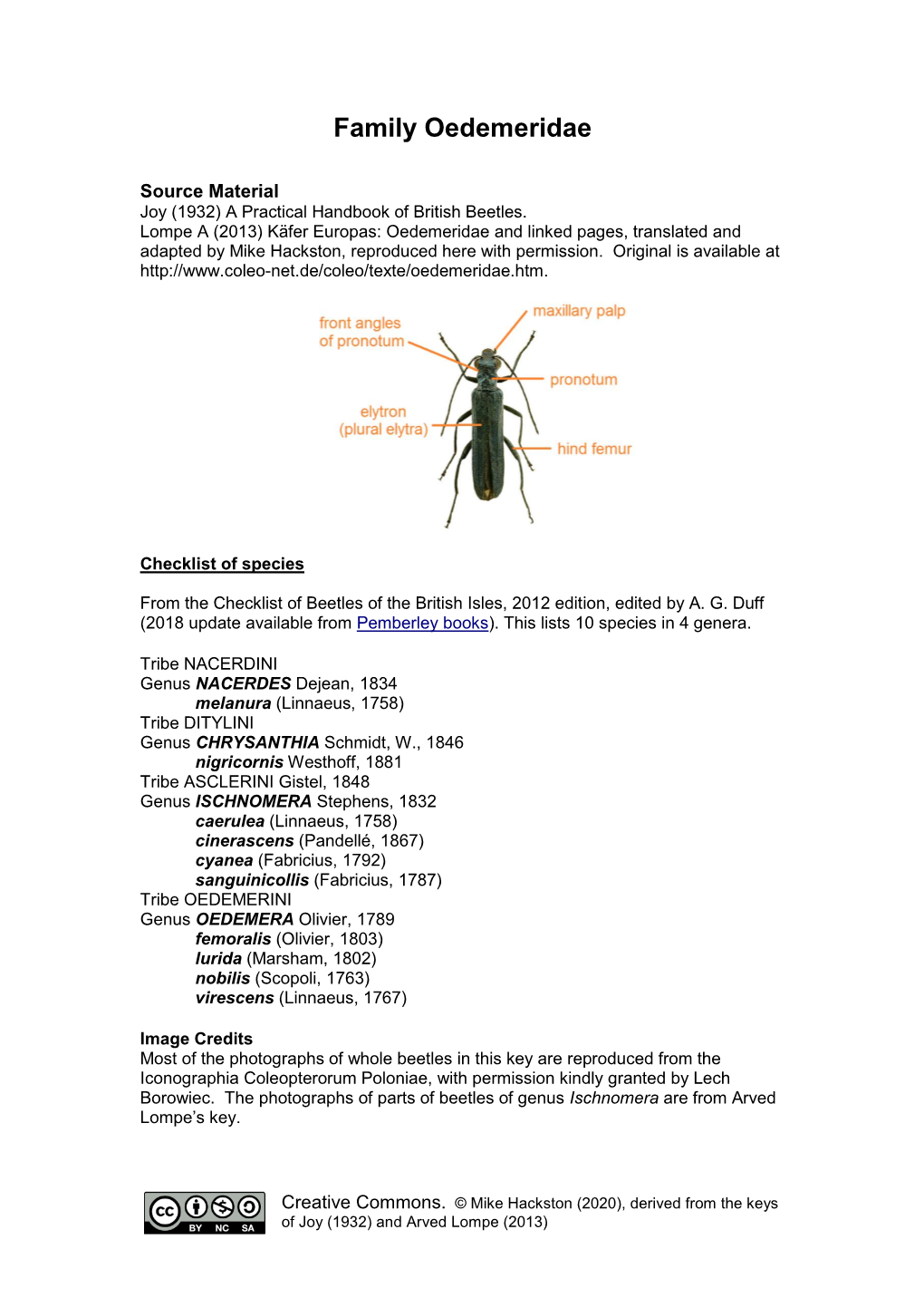 Family Oedemeridae