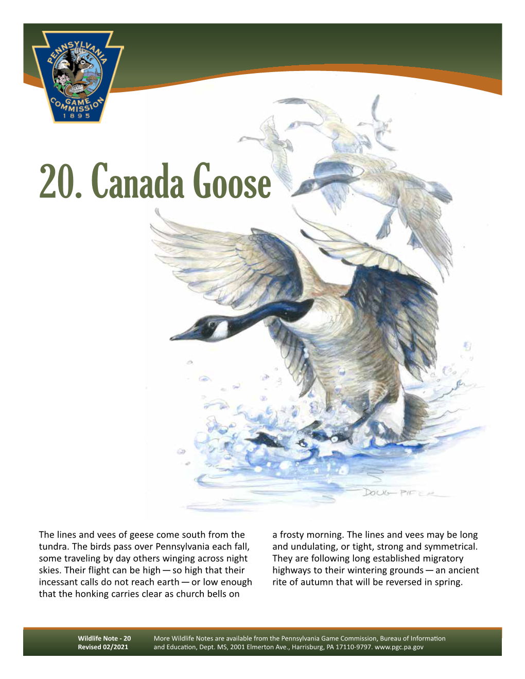 Canada Goose Wildlife Note