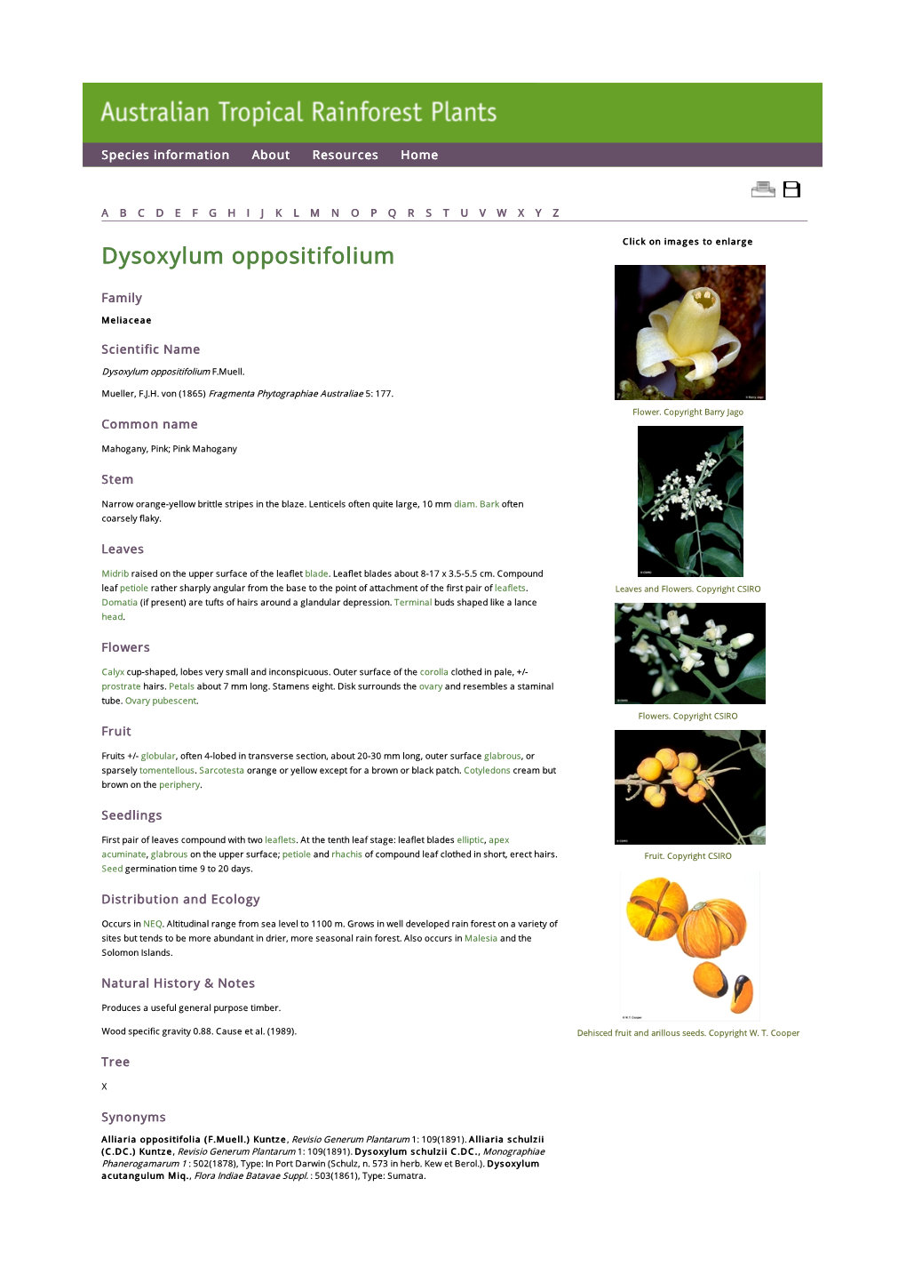 Dysoxylum Oppositifolium Click on Images to Enlarge