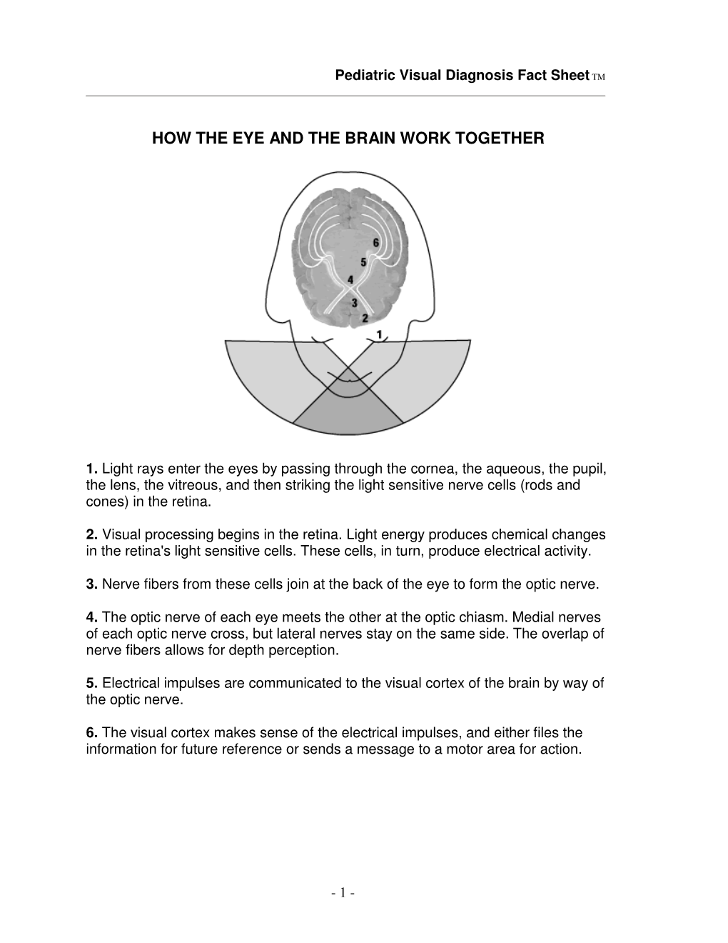 How the Eye and the Brain Work Together