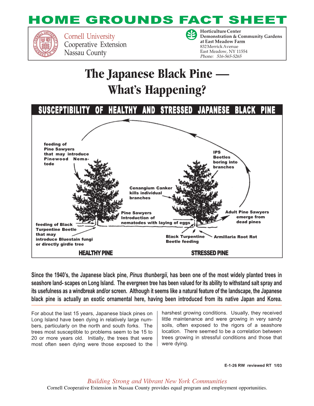 Japanese Black Pine – What's Happening