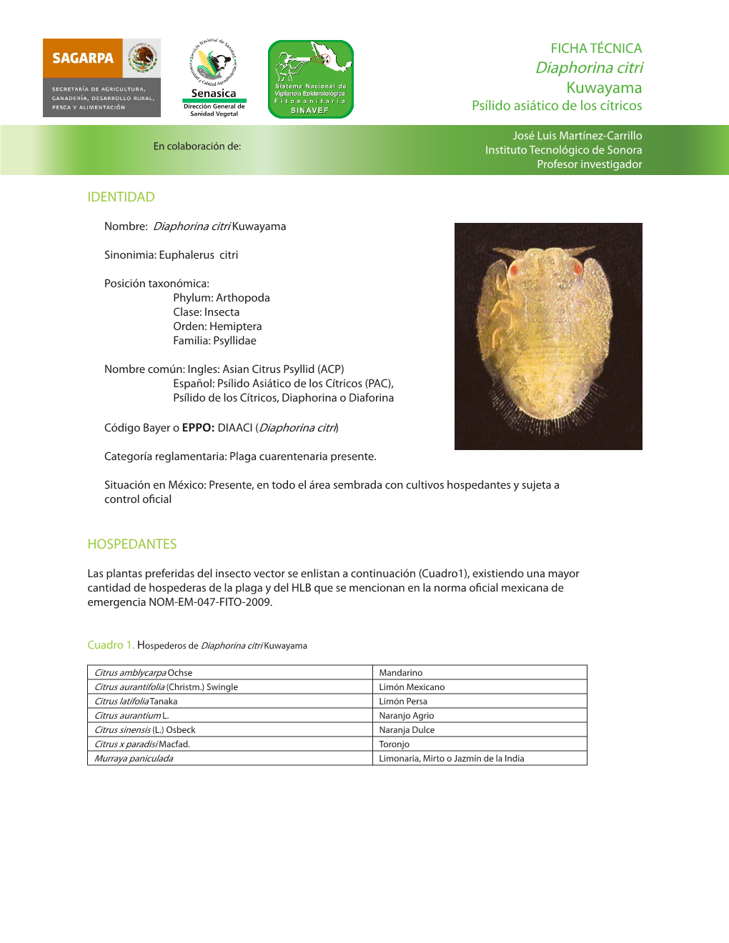 Diaphorina Citri Kuwayama Psílido Asiático De Los Cítricos