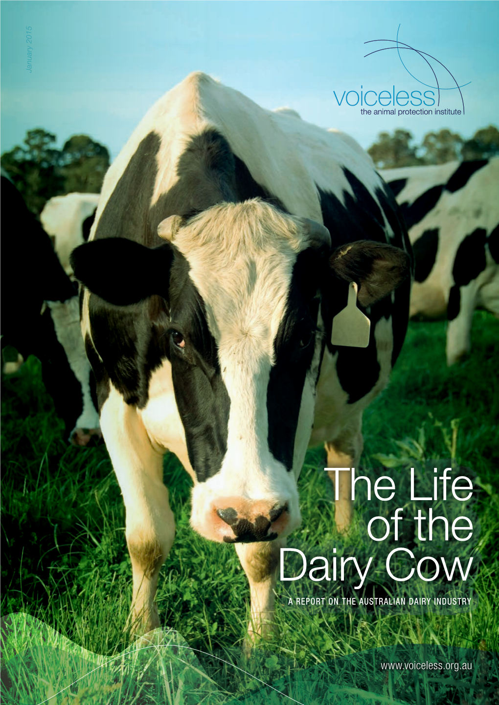 The Life of the Dairy Cow